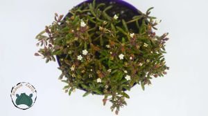 Crassula Humbertii Sukulent 8,5CM SAksı