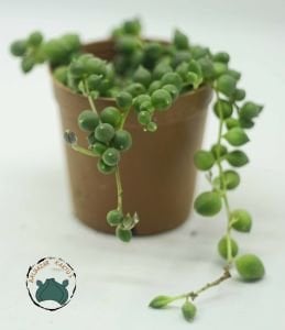 Senecio Rowleyanus Yuvarlak Uçlu Tesbih Çiçeği Bezelye Sukulenti