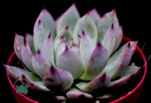 Echeveria Colorata Sukulent Pembe Yeşil Yapraklı 8,5 CM Saksıda