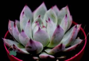 Echeveria Colorata Sukulent Pembe Yeşil Yapraklı 8,5 CM Saksıda