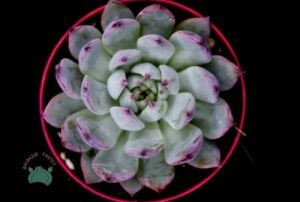Echeveria Colorata Sukulent Pembe Yeşil Yapraklı 8,5 CM Saksıda
