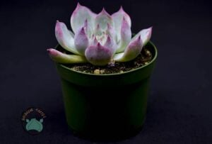 Echeveria Colorata Sukulent Pembe Yeşil Yapraklı 8,5 CM Saksıda