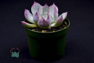 Echeveria Colorata Sukulent Pembe Yeşil Yapraklı 8,5 CM Saksıda