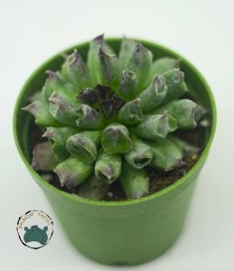 Sempervivum Tectorum Oddity Mercan Sukulent