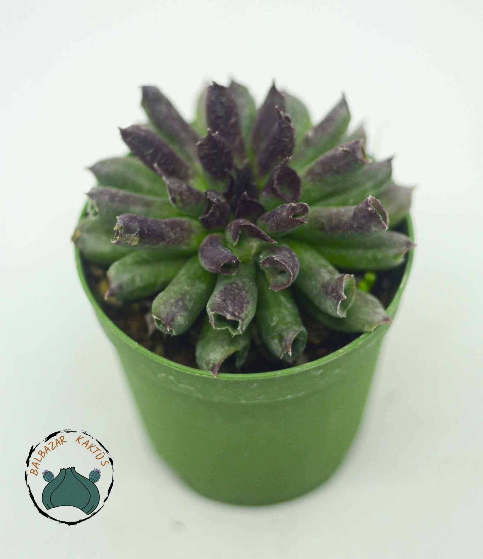 Sempervivum Tectorum Oddity Mercan Sukulent