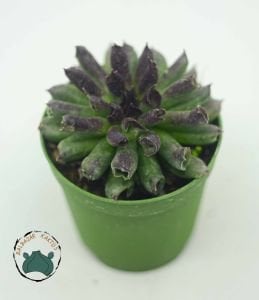 Sempervivum Tectorum Oddity Mercan Sukulent