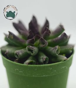 Sempervivum Tectorum Oddity Mercan Sukulent