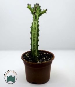 Euphorbia Lactea Sukulent Süt Ağacı 10.5 CM Saksıda