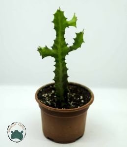 Euphorbia Lactea Sukulent Süt Ağacı 10.5 CM Saksıda