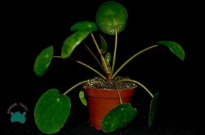 Pilea Peperomioides Çin Para Bitkisi Misyoner Çiçeği 10,5CM Saksı