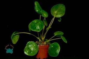 Pilea Peperomioides Çin Para Bitkisi Misyoner Çiçeği 10,5CM Saksı