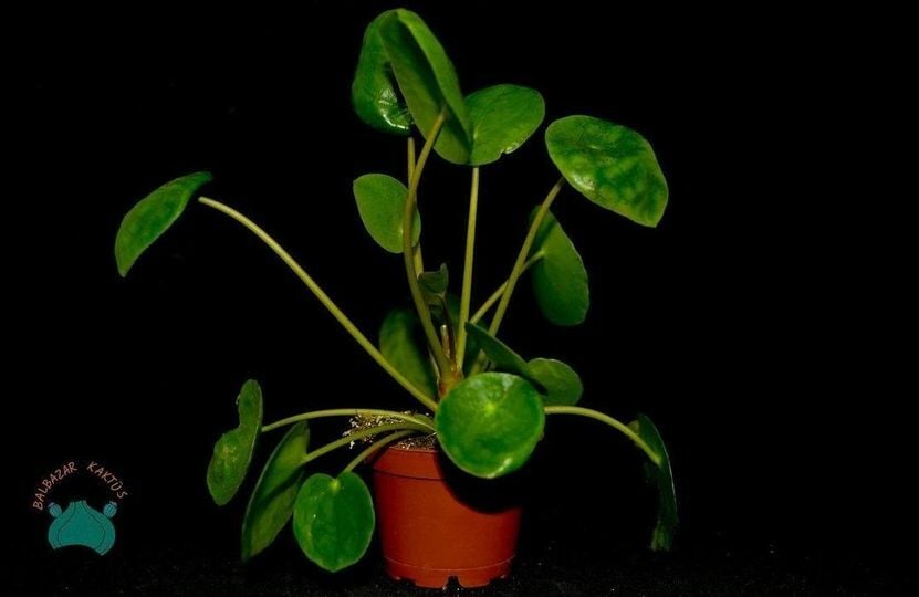 Pilea Peperomioides Çin Para Bitkisi Misyoner Çiçeği 10,5CM Saksı