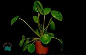 Pilea Peperomioides Çin Para Bitkisi Misyoner Çiçeği 10,5CM Saksı
