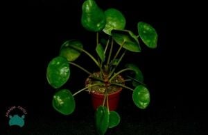 Pilea Peperomioides Çin Para Bitkisi Misyoner Çiçeği 10,5CM Saksı