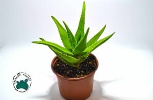Aloe x Delaetii Sukulent Testere Bitkisi 8,5CM Saksı