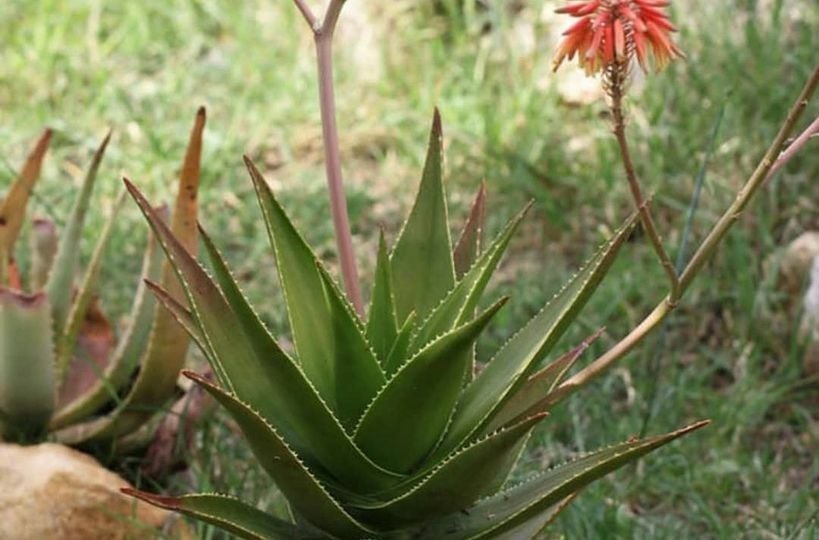 Aloe x Delaetii Sukulent Testere Bitkisi 8,5CM Saksı