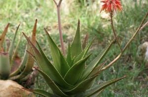 Aloe x Delaetii Sukulent Testere Bitkisi 8,5CM Saksı