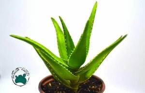 Aloe x Delaetii Sukulent Testere Bitkisi 8,5CM Saksı