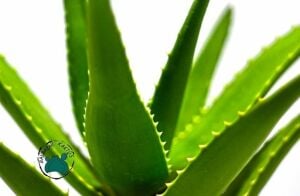 Aloe x Delaetii Sukulent Testere Bitkisi 8,5CM Saksı