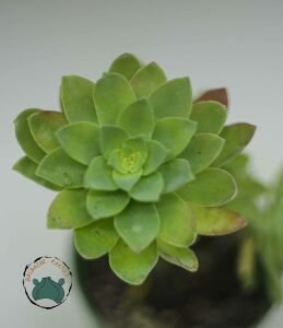 Sedum Palmeri Sukulent  Sarkan Rozet Sukulent