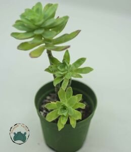 Sedum Palmeri Sukulent  Sarkan Rozet Sukulent