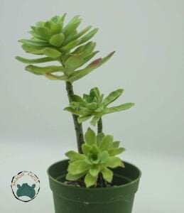 Sedum Palmeri Sukulent  Sarkan Rozet Sukulent
