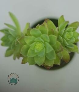 Sedum Palmeri Sukulent  Sarkan Rozet Sukulent