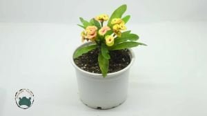 Euphorbia Milii Dikenler Tacı Yavruağzı Rengi Çiçek Açar Özel Renk
