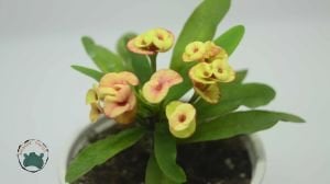 Euphorbia Milii Dikenler Tacı Yavruağzı Rengi Çiçek Açar Özel Renk