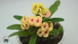 Euphorbia Milii Dikenler Tacı Yavruağzı Rengi Çiçek Açar Özel Renk