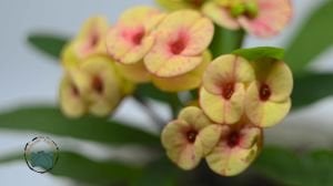 Euphorbia Milii Dikenler Tacı Yavruağzı Rengi Çiçek Açar Özel Renk