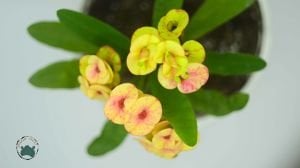 Euphorbia Milii Dikenler Tacı Yavruağzı Rengi Çiçek Açar Özel Renk