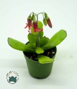 Cotyledon Elisae Sukulent Kırmızı Çan Çiçekli