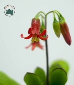 Cotyledon Elisae Sukulent Kırmızı Çan Çiçekli