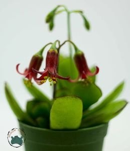 Cotyledon Elisae Sukulent Kırmızı Çan Çiçekli