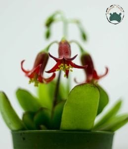 Cotyledon Elisae Sukulent Kırmızı Çan Çiçekli