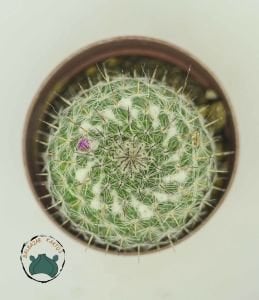 Mammillaria Hanhniana Tüylü Top Kaktüs 5.5CM Saksı