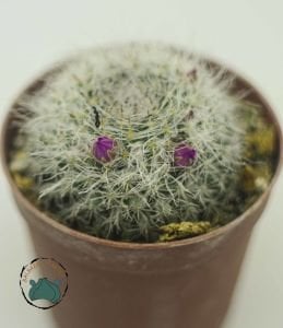 Mammillaria Hanhniana Tüylü Top Kaktüs 5.5CM Saksı