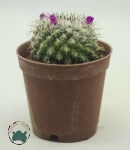 Mammillaria Hanhniana Tüylü Top Kaktüs 5.5CM Saksı