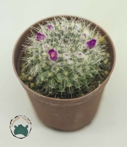 Mammillaria Hanhniana Tüylü Top Kaktüs 5.5CM Saksı