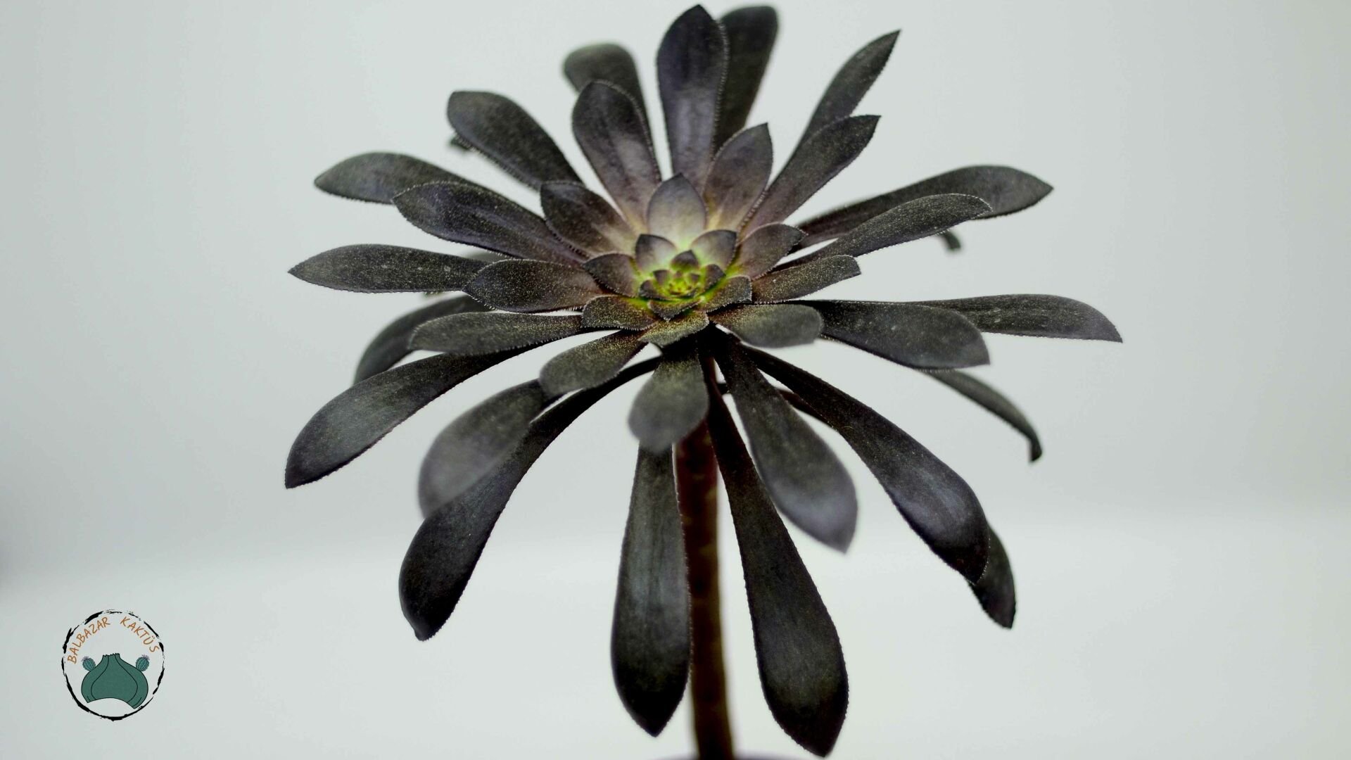 Aeonium Arboreum Atropurpureum Sukulent 8.5CM Saksı