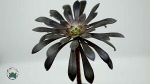 Aeonium Arboreum Atropurpureum Sukulent 8.5CM Saksı