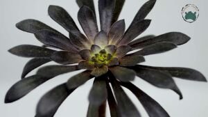 Aeonium Arboreum Atropurpureum Sukulent 8.5CM Saksı