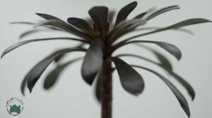Aeonium Arboreum Atropurpureum Sukulent 8.5CM Saksı