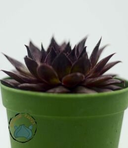 Sempervivum Red Rubin Doğal Kırmızı Renkli Sukulent