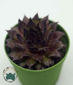 Sempervivum Red Rubin Doğal Kırmızı Renkli Sukulent