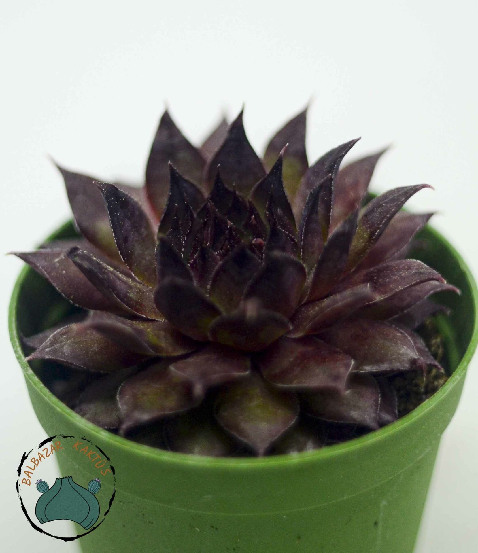 Sempervivum Red Rubin Doğal Kırmızı Renkli Sukulent