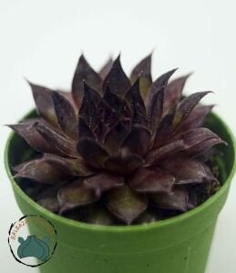 Sempervivum Red Rubin Doğal Kırmızı Renkli Sukulent