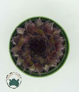 Sempervivum Red Rubin Doğal Kırmızı Renkli Sukulent