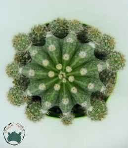 Echinopsis Oxygona Kaynana Topuzu Kaktüsü Bol Yavru Veren Kaktüs 8,5CM Saksı